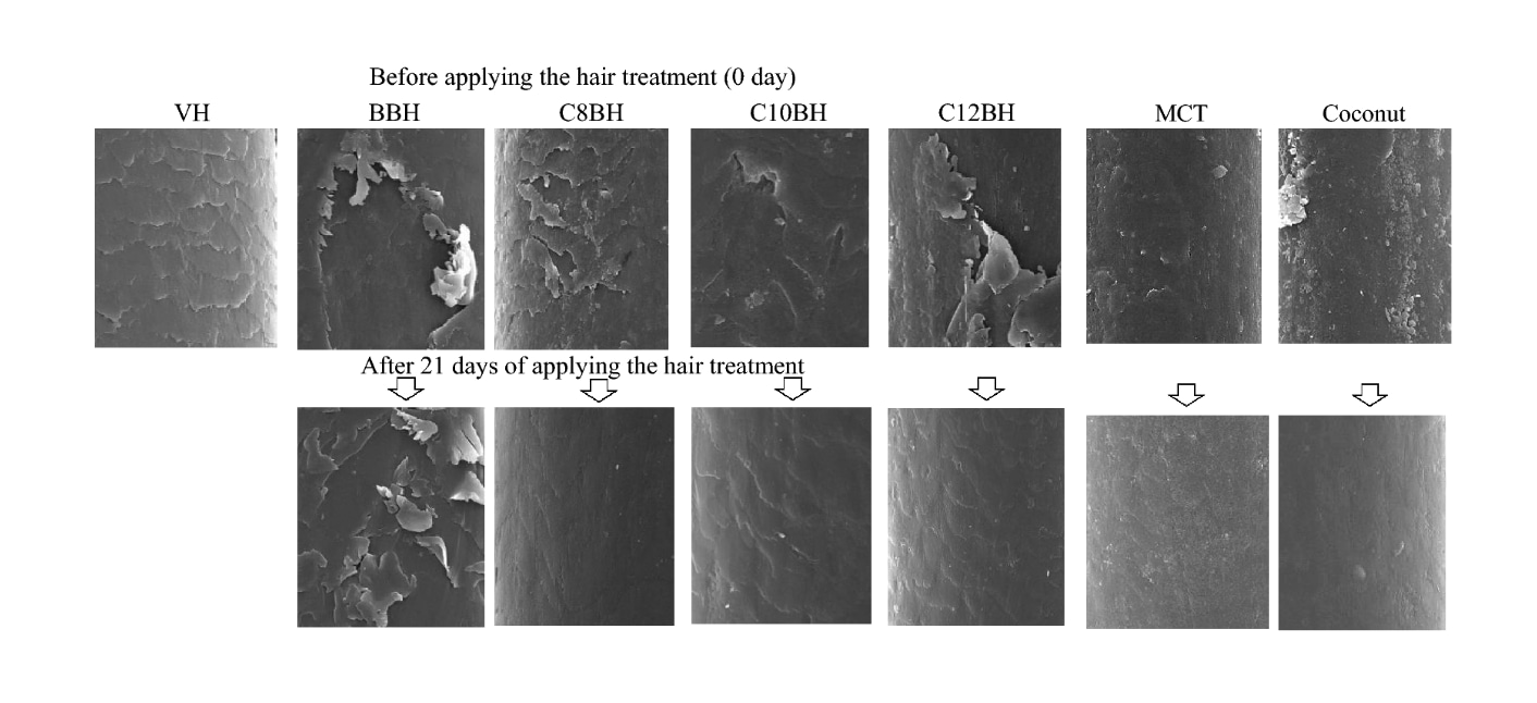 Images par microscopie électronique de cheveux non-traités (VH) et décolorés (BH) avant et après 21 jours de traitements avec des huiles riches en acides gras.