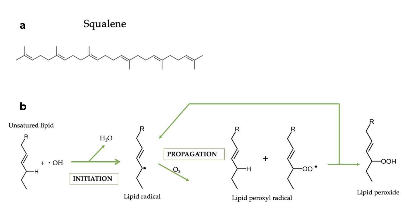 Structure chimique du squalène (a) et mécanisme de peroxydation lipidique (b).