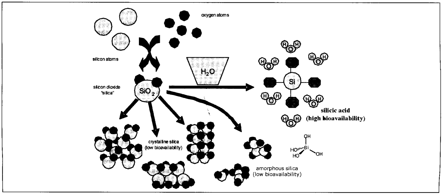 Les différentes formes de silicium et leurs biodisponibilités.