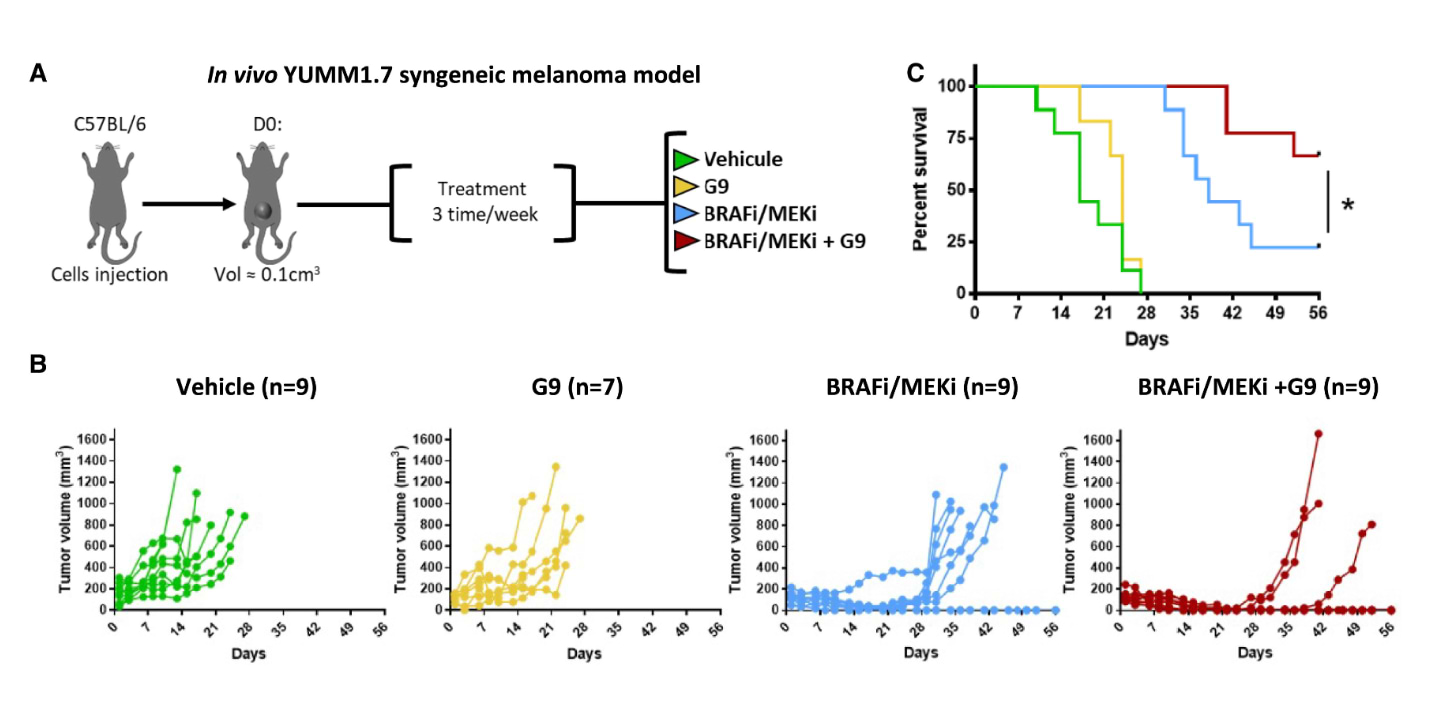 Source : DECKERT M. & al. USP9X is a mechanosensitive deubiquitinase that controls tumor cell invasiveness and drug response through YAP stabilization. Cell Reports (2025).