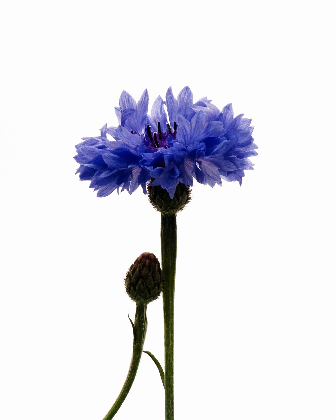 Fiche d'identité : Hydrolat de bleuet.