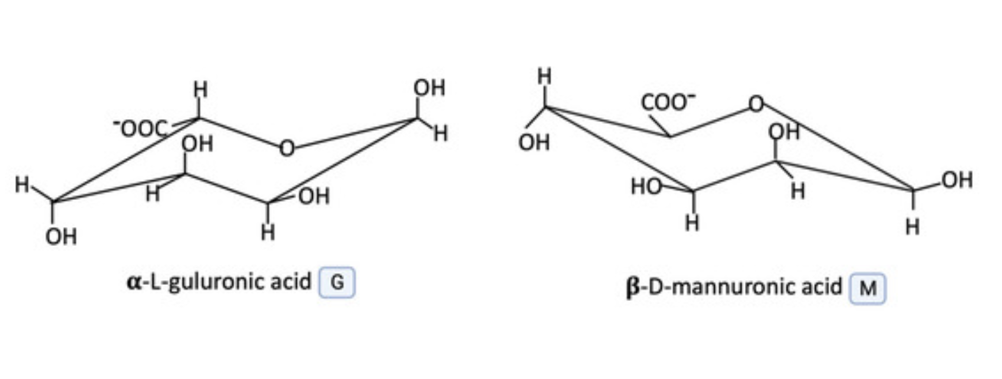 Structures chimiques de l’acide mannuronique et de l’acide guluronique