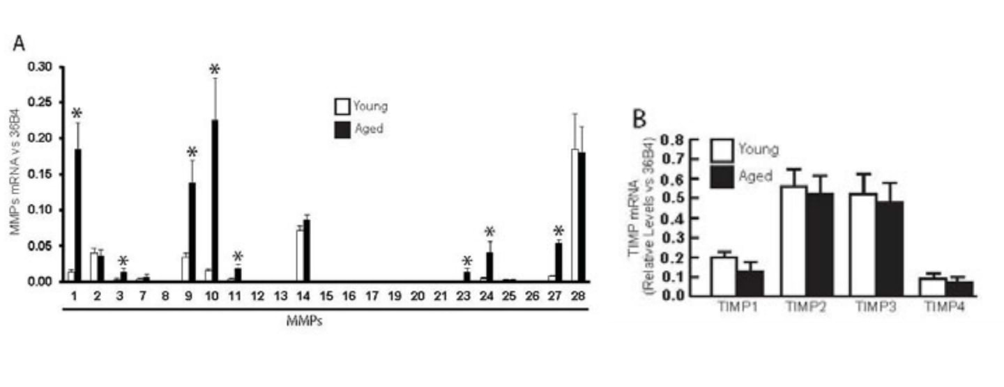 (A) Élévation de plusieurs MMPs chez les personnes âgées (80 ans et plus) comparée à la peau humaine jeune (25 à 30 ans) – (B) Aucun changement dans l’expression de l’ARNm des TIMPs.