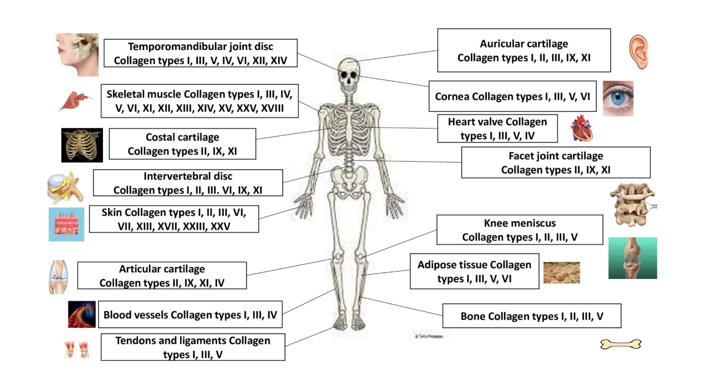 Les différents types de collagène et leurs principales localisations dans le corps humain.