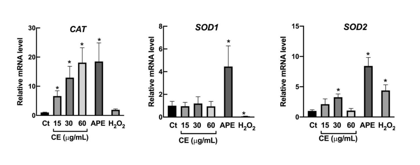 Effets de la Centella asiatica (CE) et de sur l'activité d'enzymes antioxydantes et d'un extrait botanique antioxydant témoin (ACE).