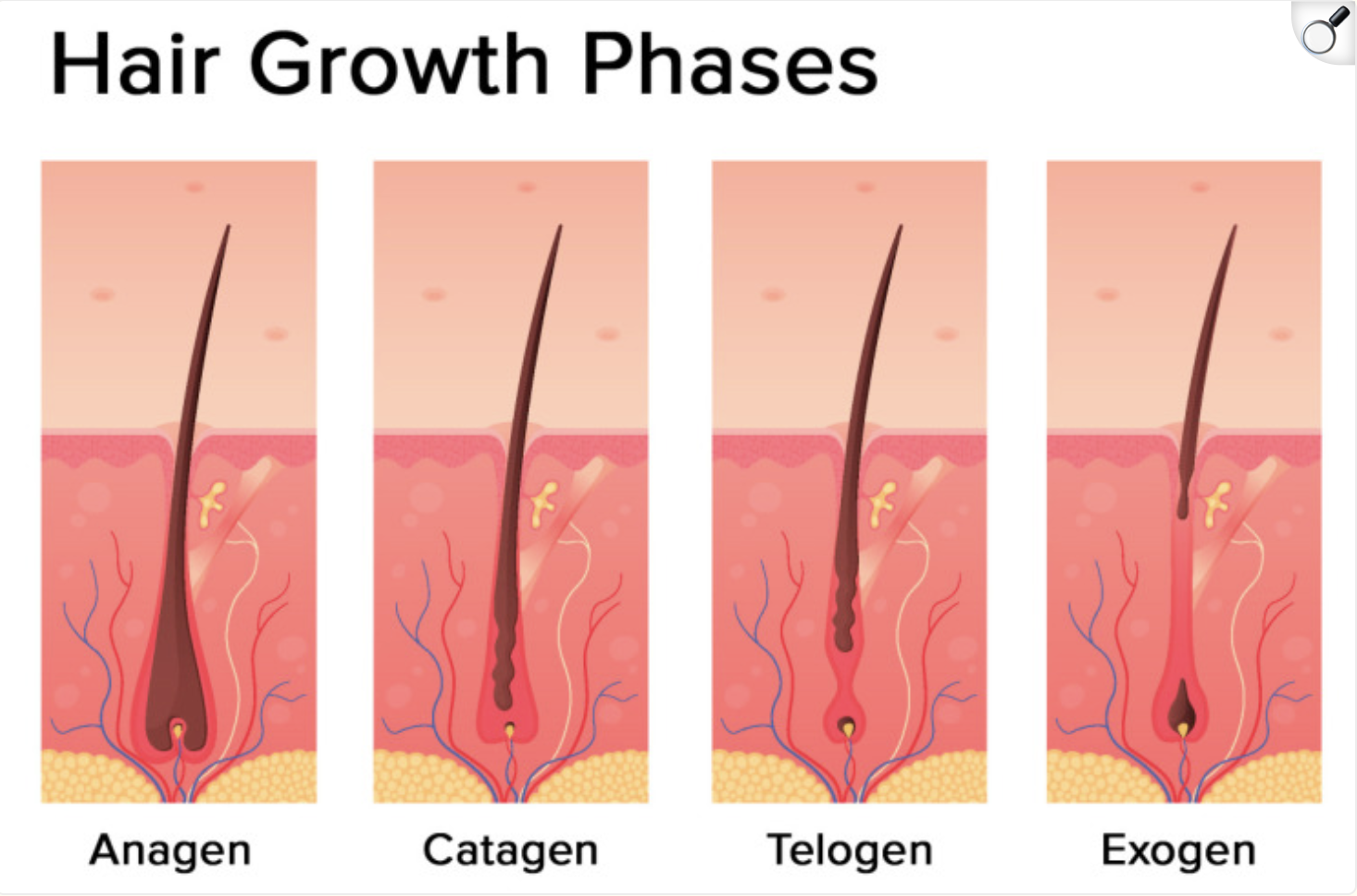 MECZEKALSKI B. & al. Hormonal Effects on Hair Follicles. International Journal of Molecular Sciences (2020).