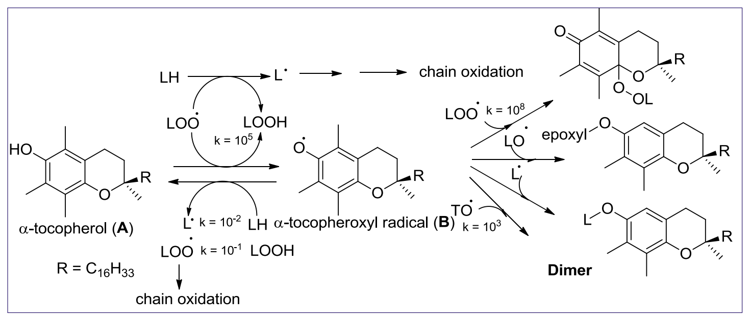 Mécanisme de l’activité antioxydante de l’a-tocophérol.
