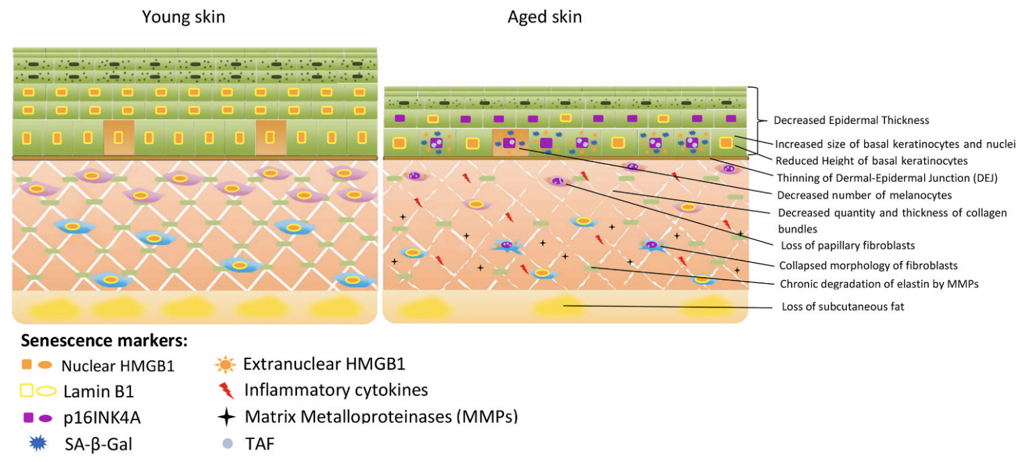Les marqueurs de la sénescence cellulaire exprimés par les kératinocytes, les mélanocytes et les fibroblastes et leur association à des indicateurs physiologiques du vieillissement cutané.