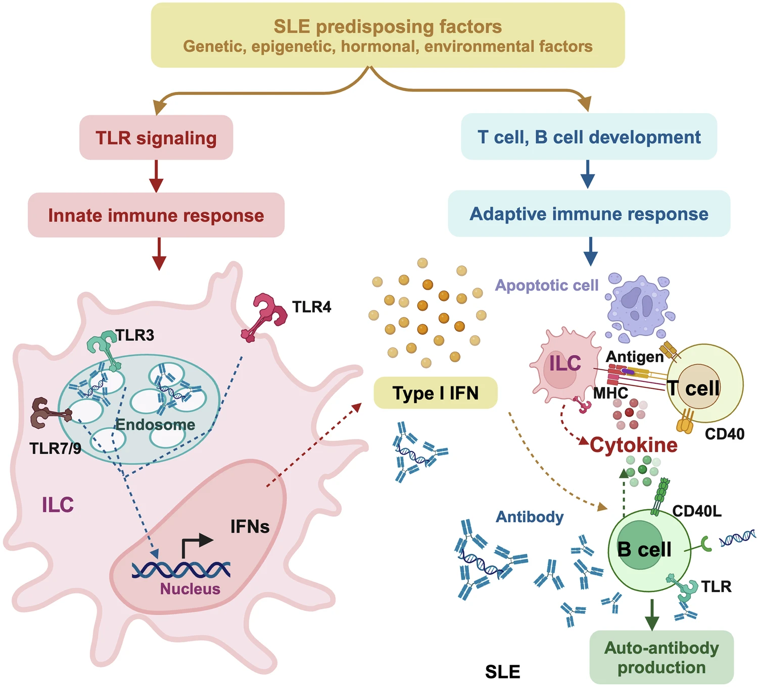 Mécanismes d’action pathogenèse lupus érythémateux systémique.