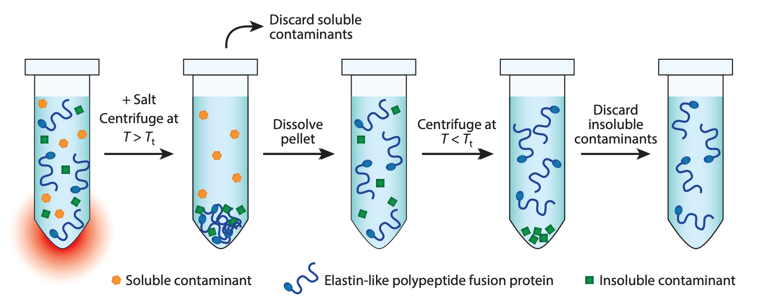 Purification des polypeptides d’élastine.