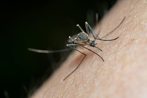 Idées reçues sur les piqûres de moustiques.