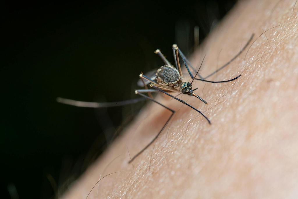 Idées reçues sur les piqûres de moustiques.