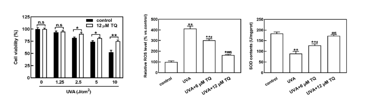 Effet protecteur de la thymoquinone sur des kératinocytes irradiés par UVA.