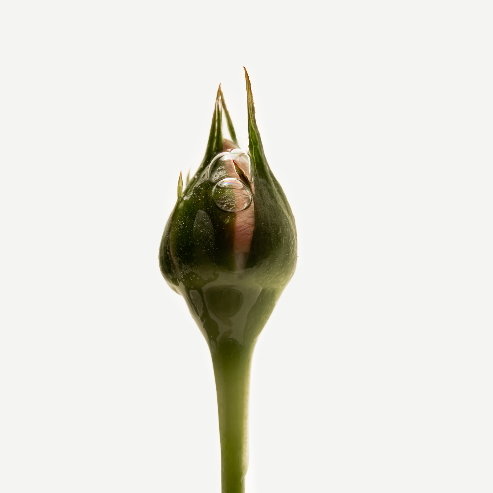 Assemblage Botanique Purifiant Cellules de pivoine — Typology