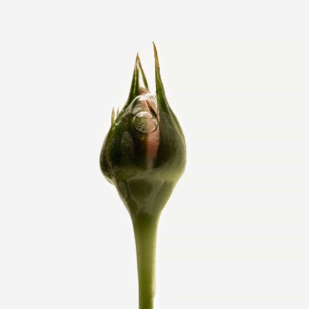 Assemblage Botanique Purifiant Cellules de pivoine — Typology
