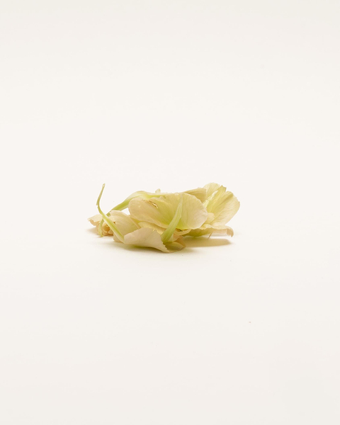 Bienfaits huile de camélia peau.