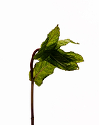 Hydrolat de menthe poivrée.