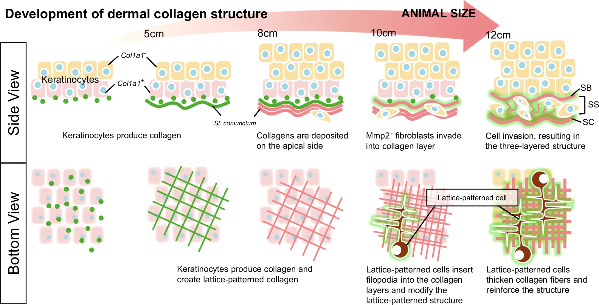 Développement de la structure dermique du collagène au cours de la croissance des axolotls.