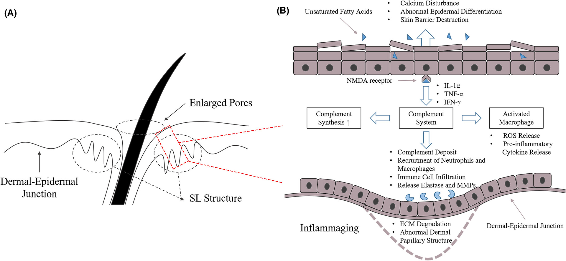 La corrélation entre la production de sébum, la structure en stalagmites et les pores dilatés.