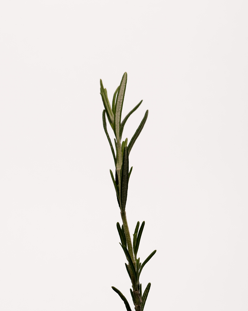 Sérum Corps Purifiant Zinc PCA 4% + Extrait de tea tree — Typology