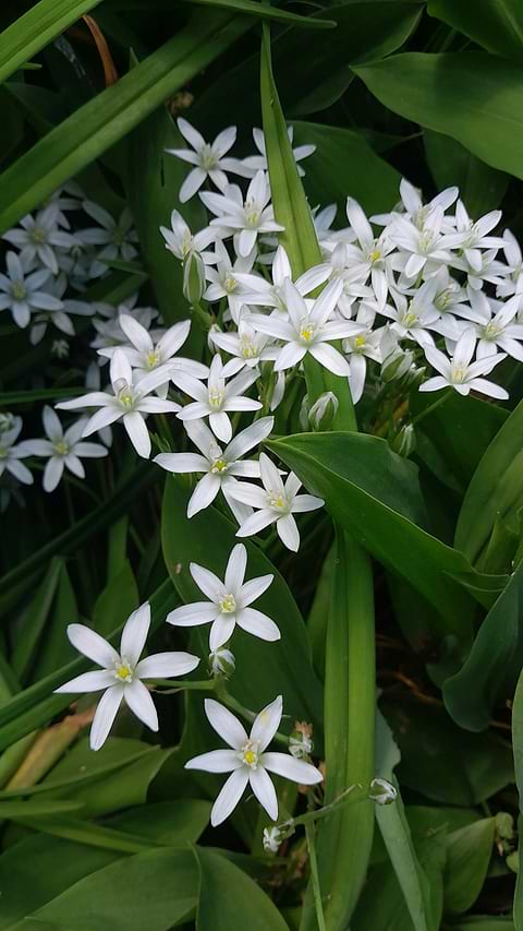 Bienfaits pour la peau des cellules de jasmin.