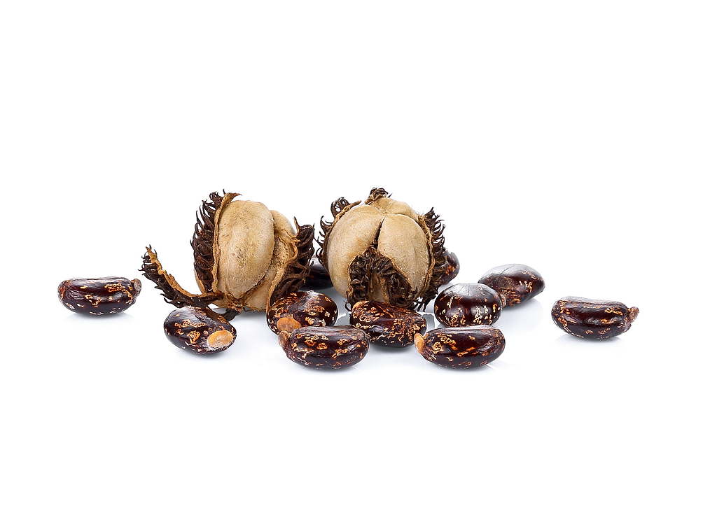 Comment est obtenue l'huile de ricin ?