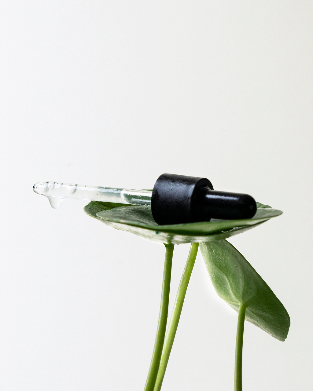 Bienfaits de la Centella asiatica pour la peau.