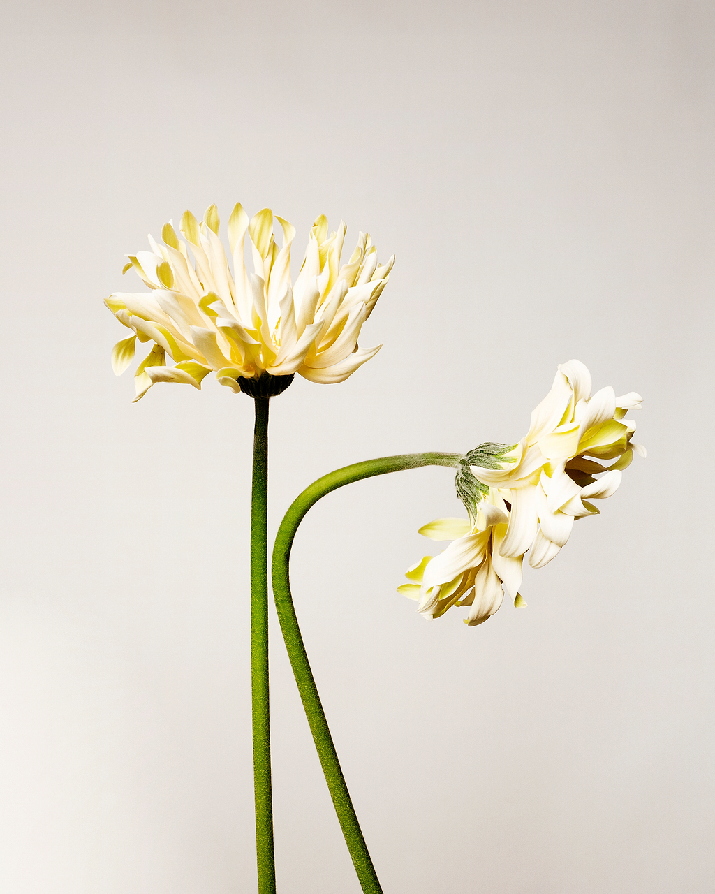 Informations arnica.