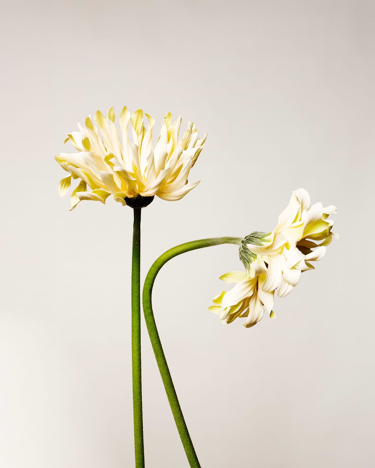 Fiche d'identité : Macérât huileux d'arnica.