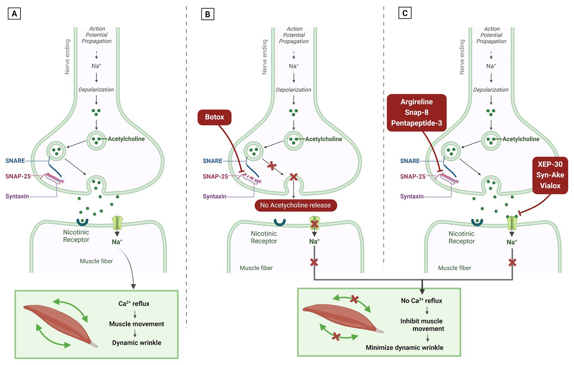 Mécanismes de formation des rides d'expression (A) et effets de la toxine botulique (B) et de l'argireline (C).