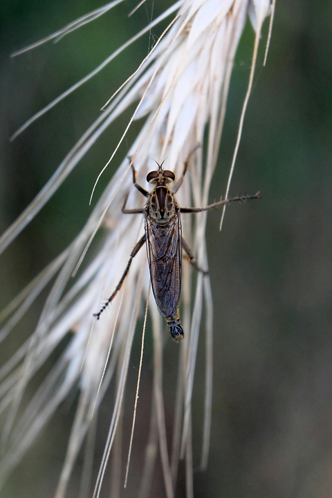 Identifier une piqûre d'insecte.