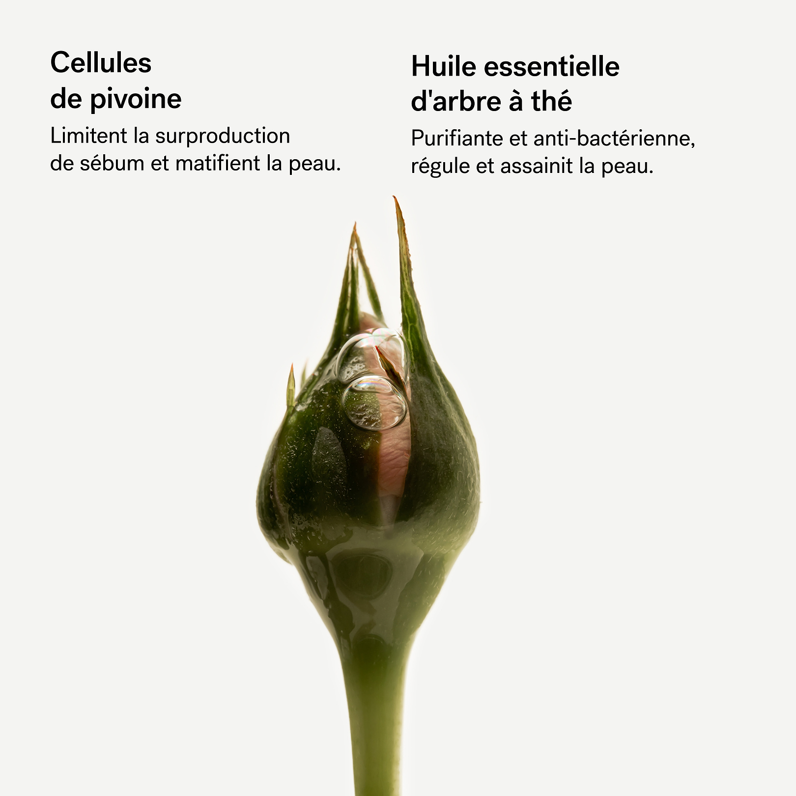Assemblage Botanique Purifiant Cellules de pivoine — Typology