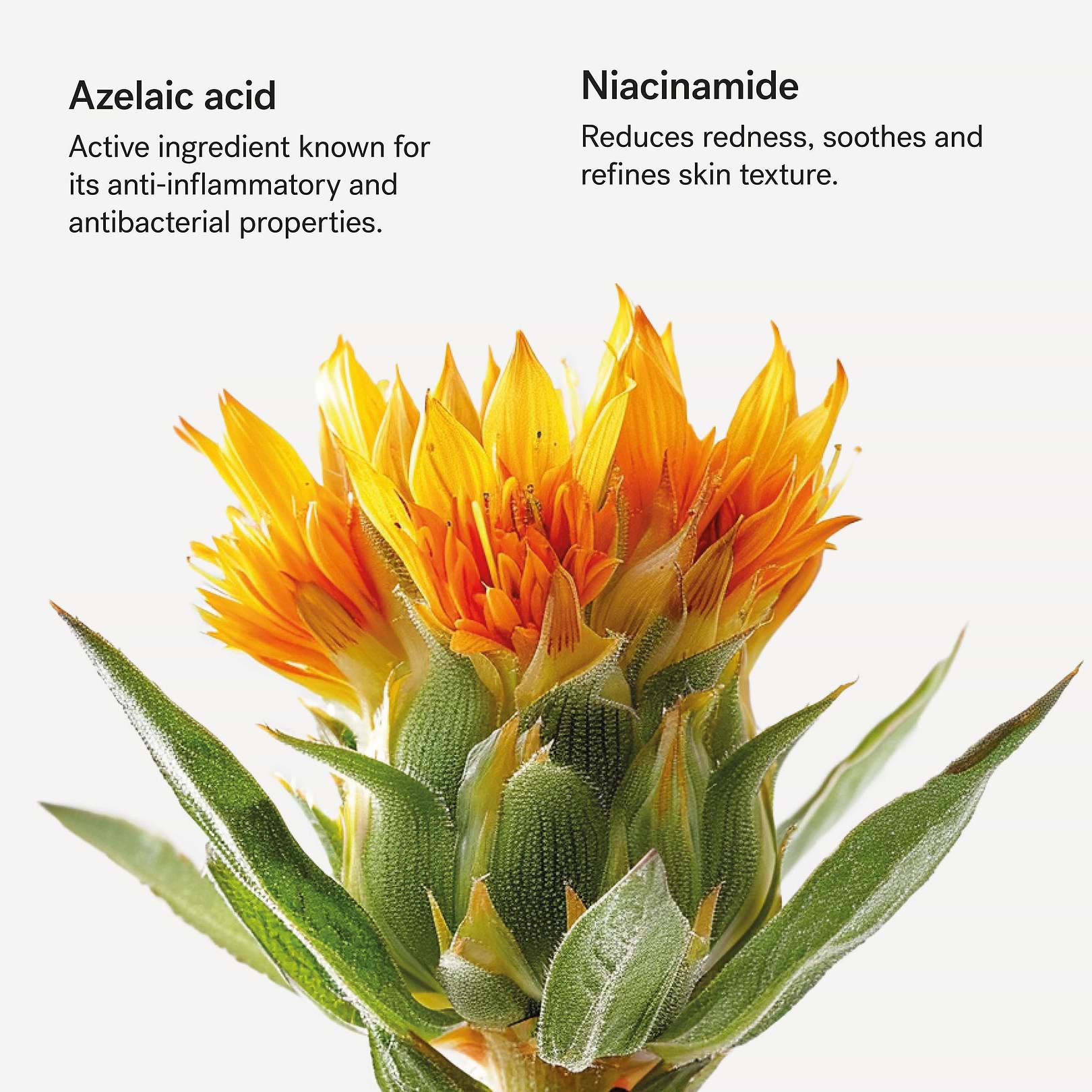 Redness Relief Face Moisturizer Azelaic Acid 5% + Niacinamid