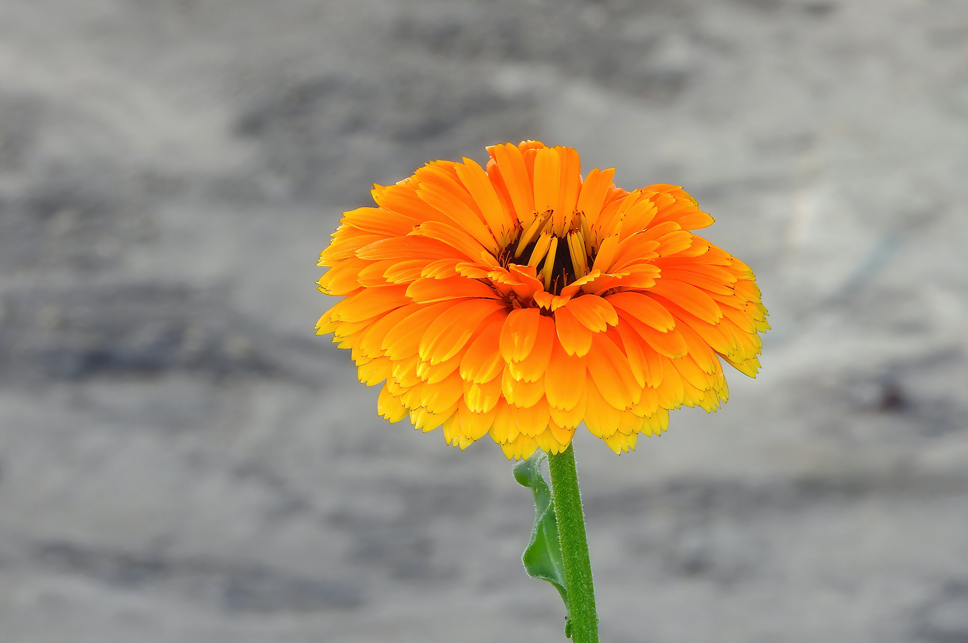 Fiche d'identité : Macérât huileux de calendula.