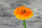 Fiche d'identité : Macérât huileux de calendula.