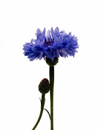 Hydrolat Bleuet Bio — Typology