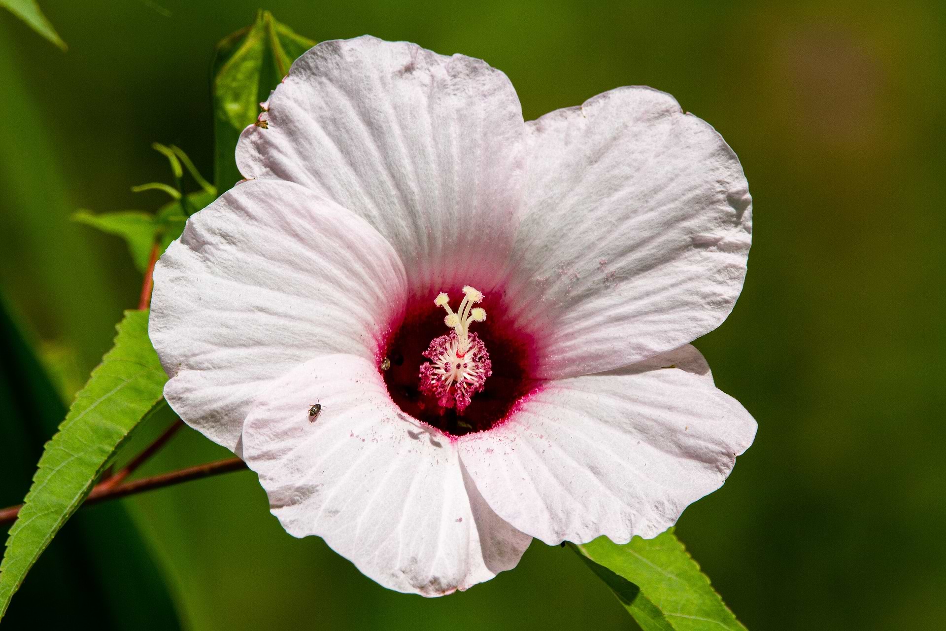 Bienfaits huile végétale d'hibiscus peau.