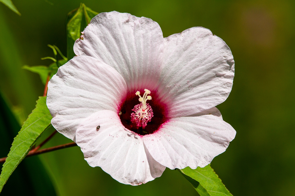 Bienfaits huile végétale d'hibiscus peau.