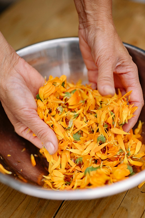 Effet calendula boutons.