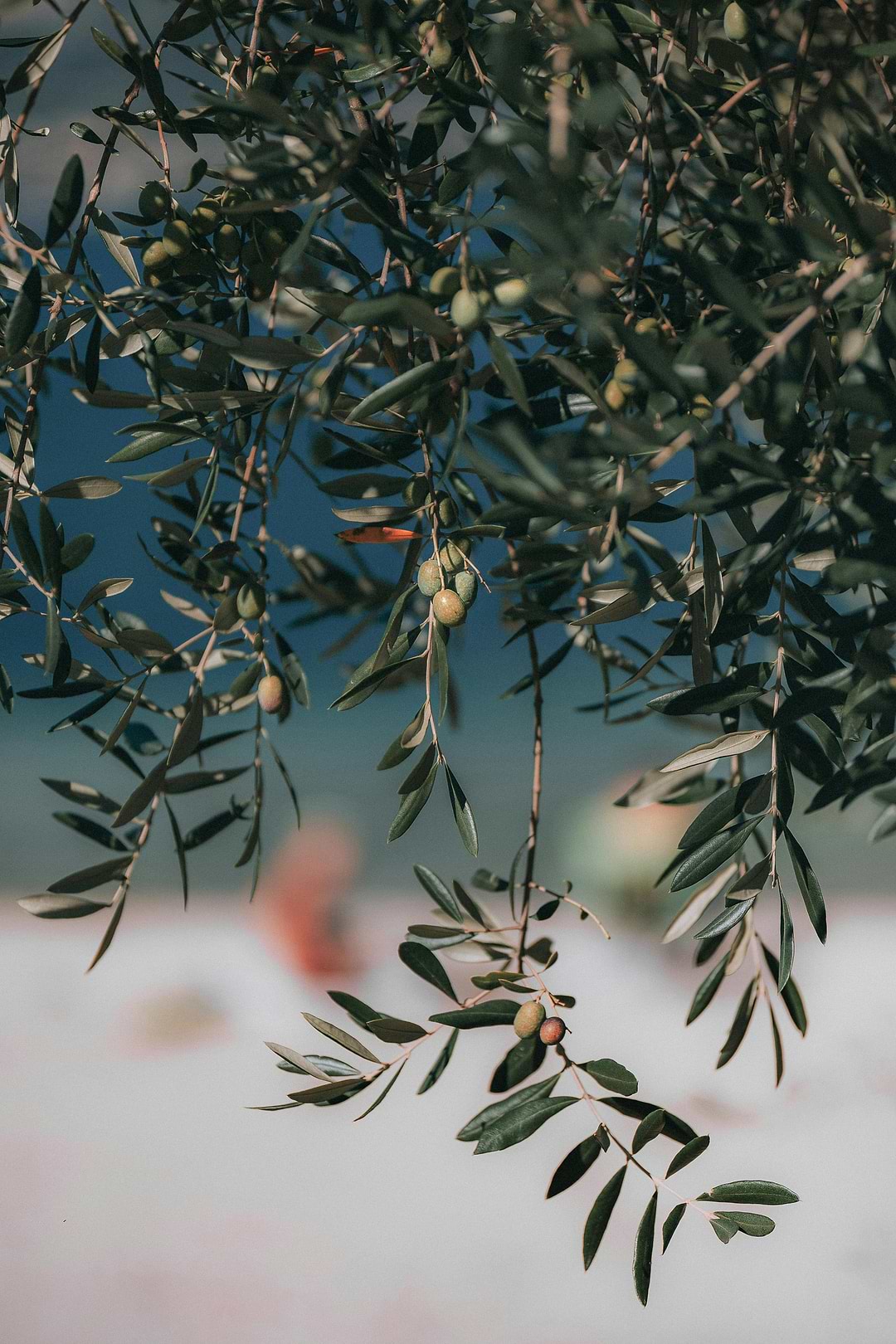 Activité antioxydante de l'huile d'olive.