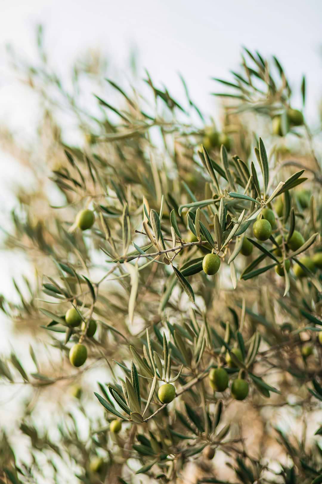 Action de l'huile d'olive sur les varices.
