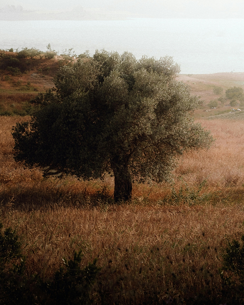 Informations huile d'olive.