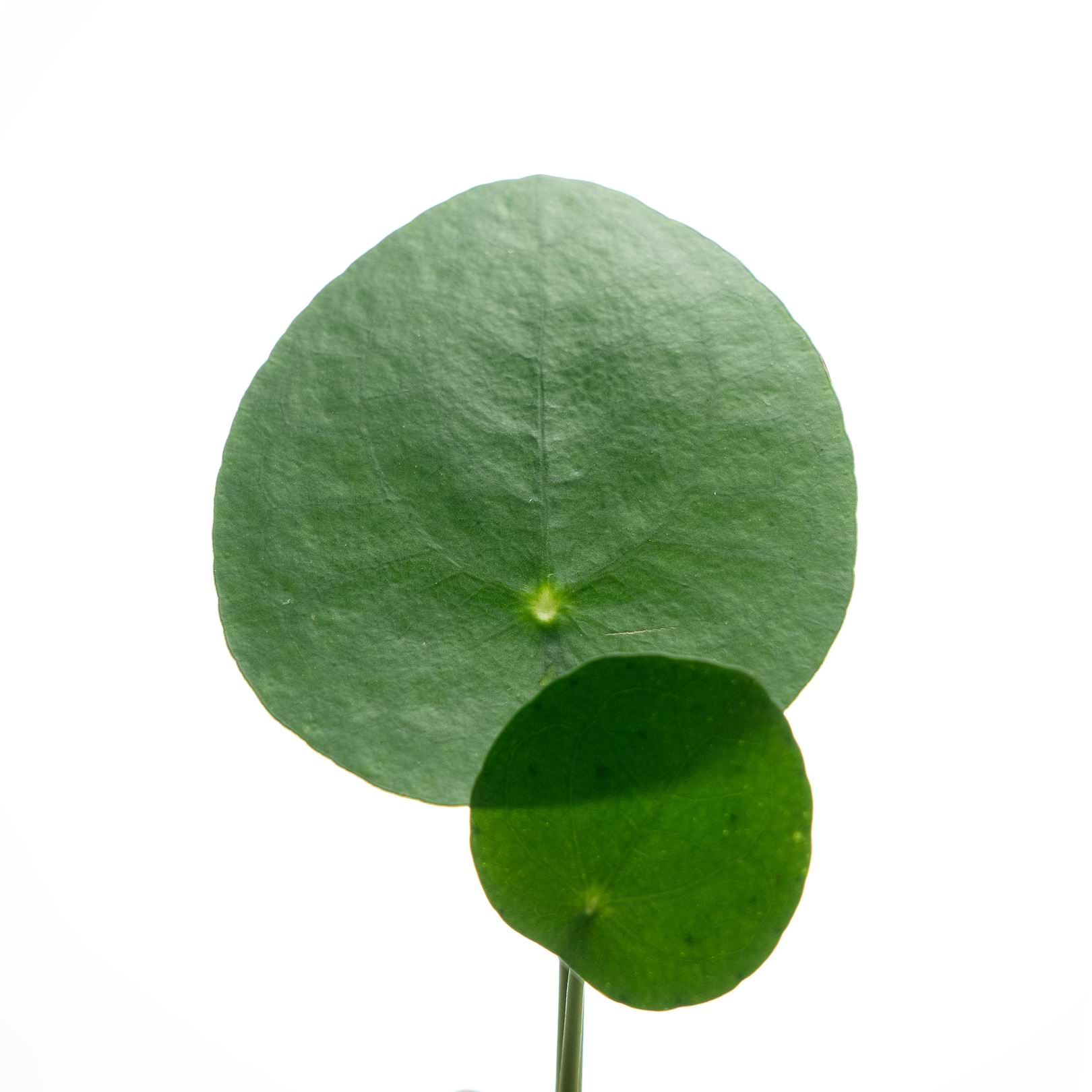 Informations Centella asiatica.