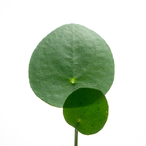 Informations Centella asiatica.