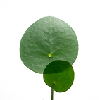 Fiche d'identité : Extrait cellulaire de Centella asiatica.