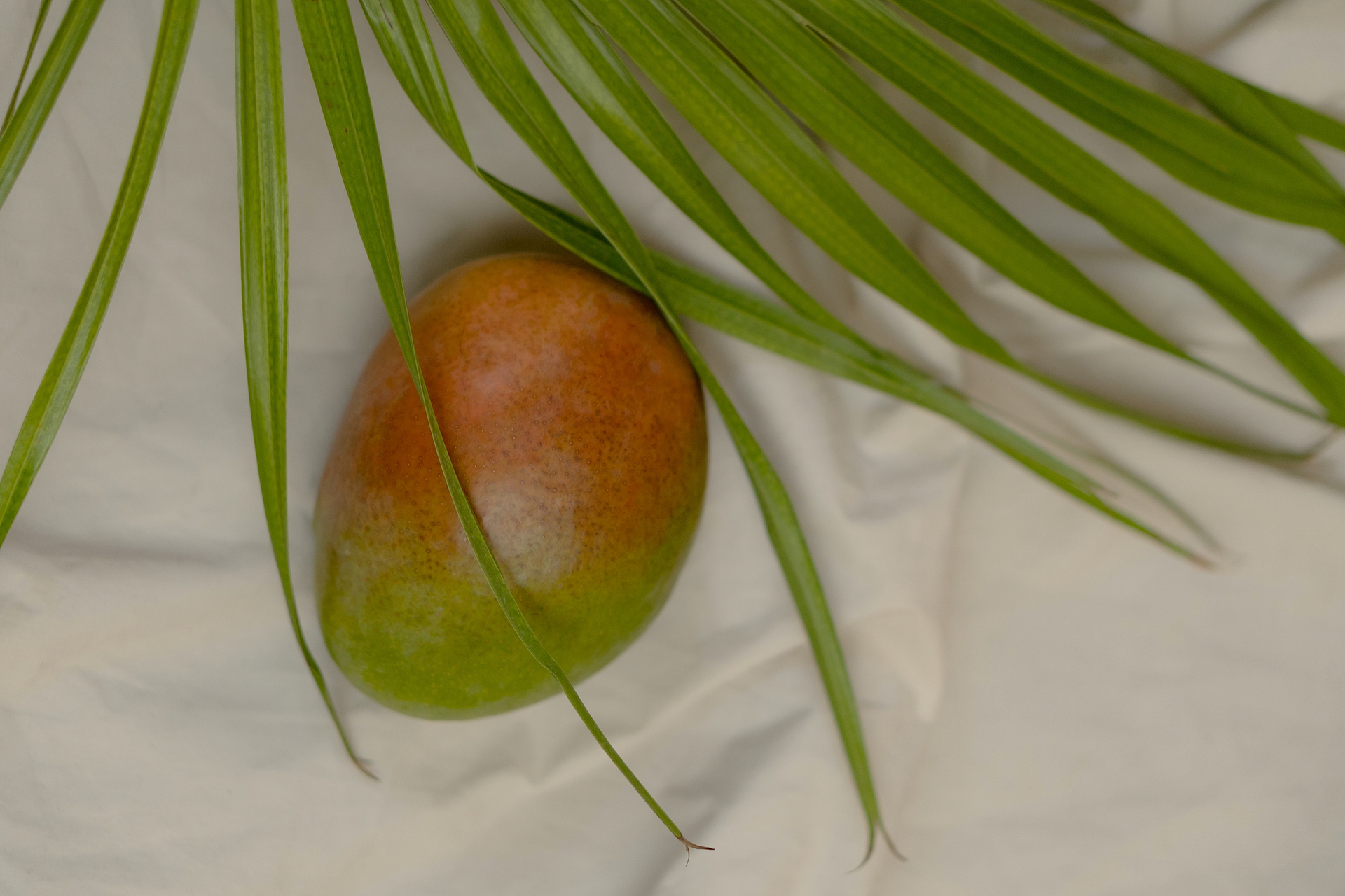 Procédé d'obtention beurre de mangue.