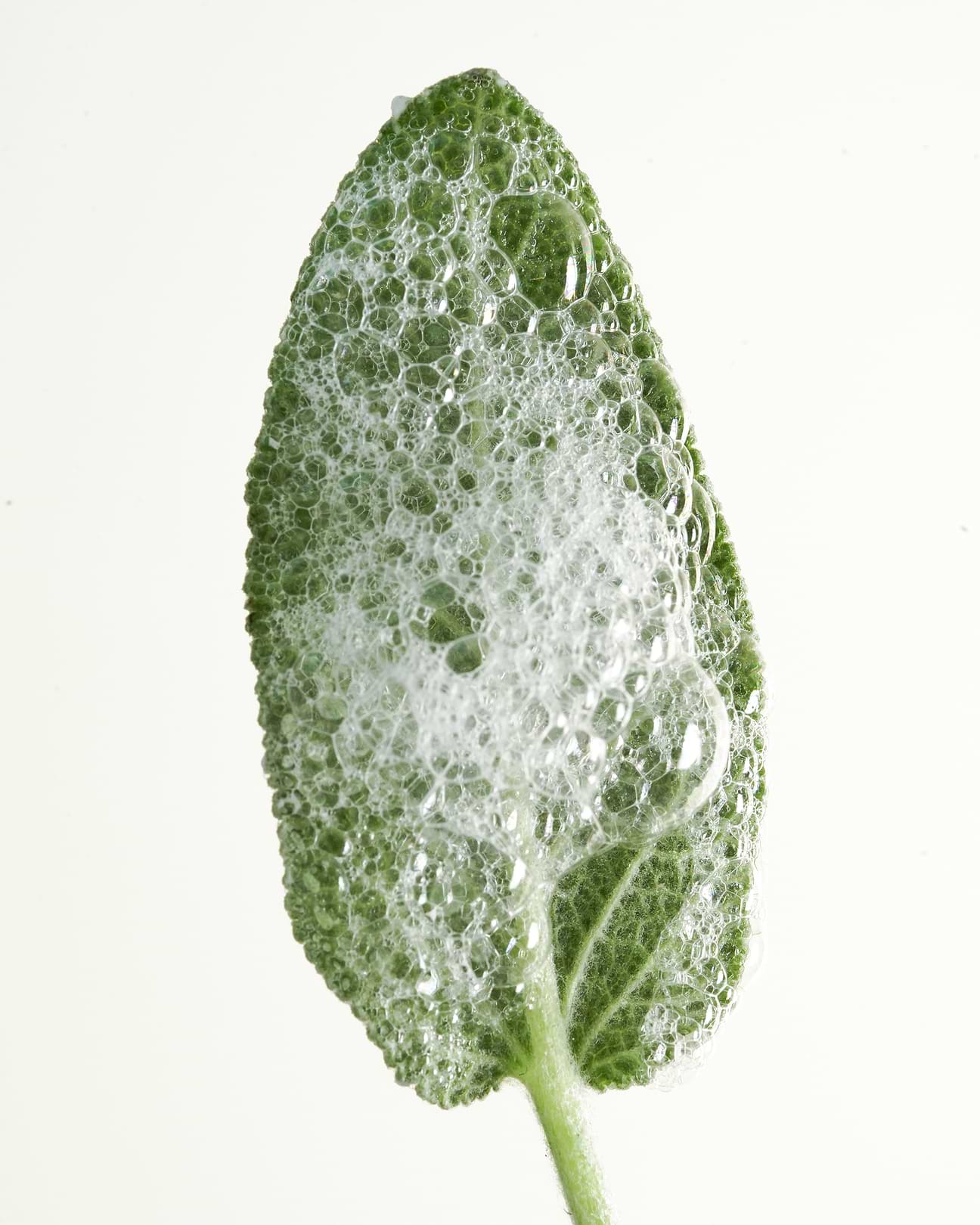 Fiche d'identité : Hydrolat de sauge officinale.