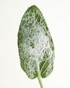 Fiche d'identité : Hydrolat de sauge officinale.