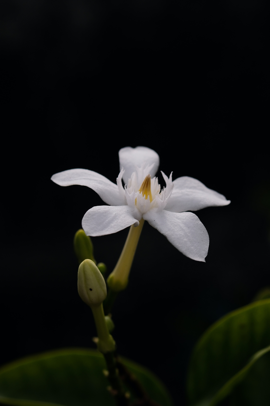 Fiche d'identité : Cellules natives de jasmin.