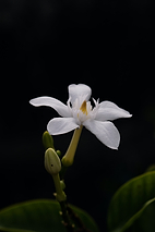 Fiche d'identité : Cellules natives de jasmin.